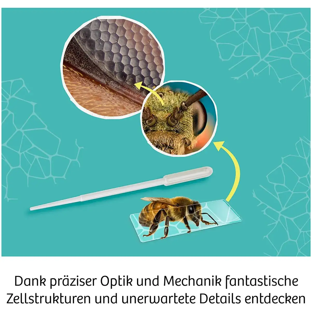 Nahaufnahme des Auges und des Flügels einer Biene unter 400-facher Vergrößerung mit dem KOSMOS Mikroskop Experimentierkasten 400x von KOSMOS, mit einer Pipette und einem Bienenpräparat auf einem Glasobjektträger.